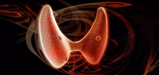 red thyroid.jpg
